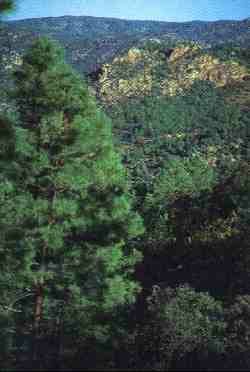 Sierra de Carde�a Montoro.jpg (9701 bytes)