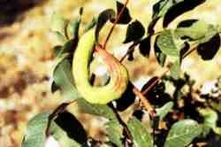 Cornicabra.jpg (6016 bytes)