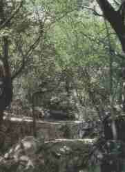 Bosque de Galer�a.jpg (5334 bytes)