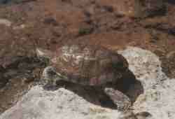 Gal�pago leproso.jpg (3927 bytes)