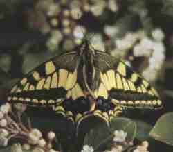 Mariposa de Despe�aperros.jpg (5229 bytes)