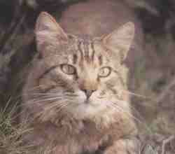 Gato mont�s.jpg (4092 bytes)