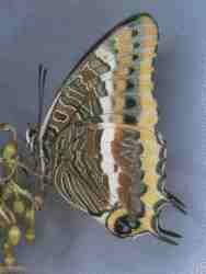 Mariposa del madro�o.jpg (4060 bytes)