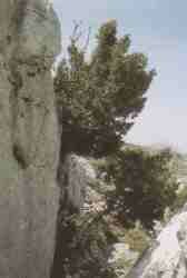 Tejo.jpg (3769 bytes)