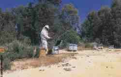Apicultura en Do�ana.jpg (3549 bytes)