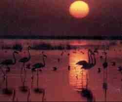 Atardecer en Do�ana.jpg (3272 bytes)