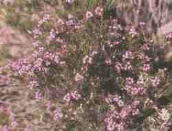 Brezo.jpg (6787 bytes)