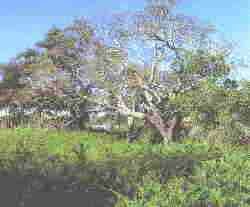 Do�ana4.jpg (5428 bytes)