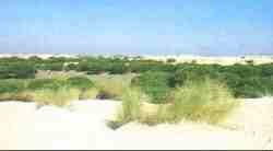 Dunas y pinares en Do�ana.jpg (2985 bytes)