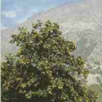 Casta�o.jpg (4468 bytes)